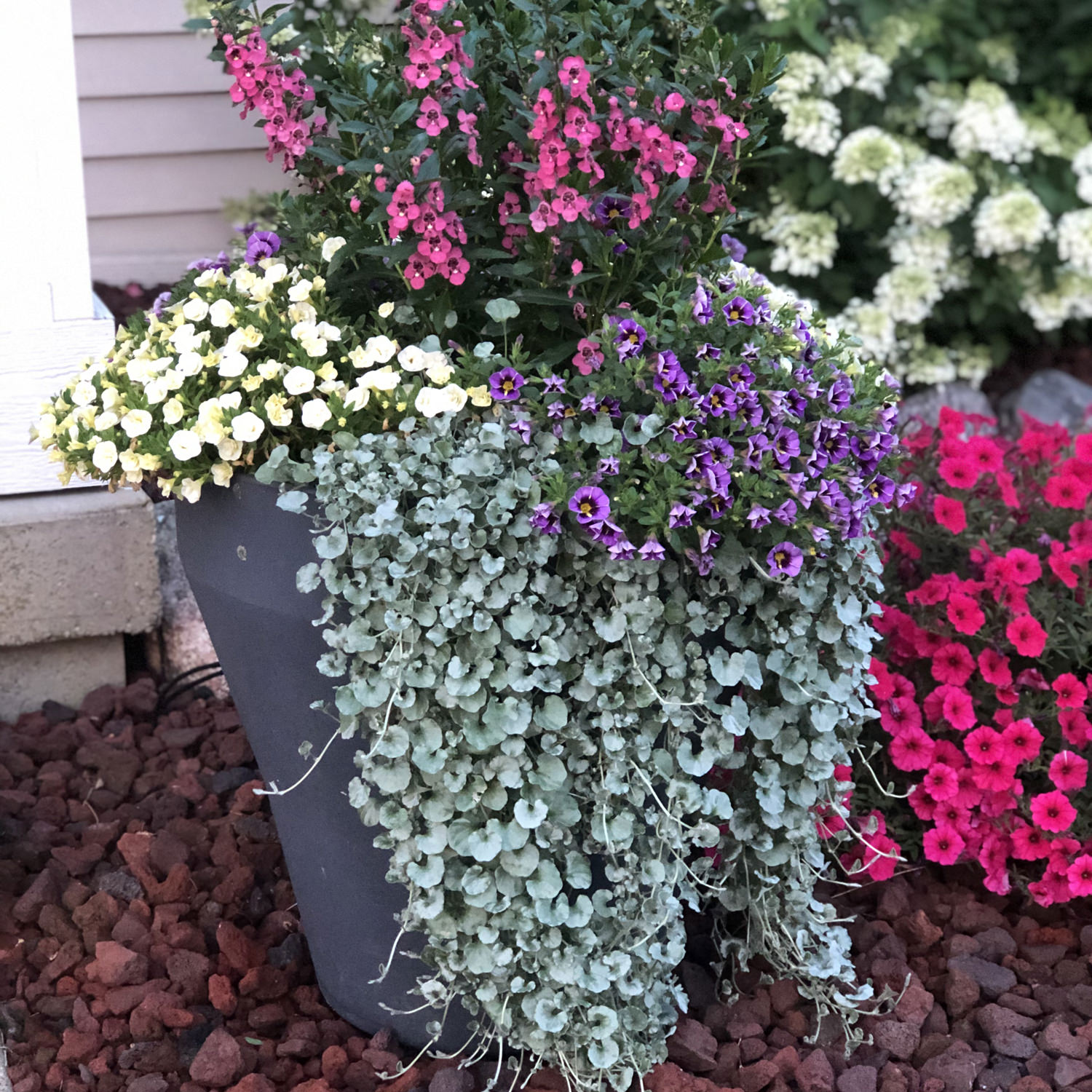Dichondra - Silver falls kv.10.5cm