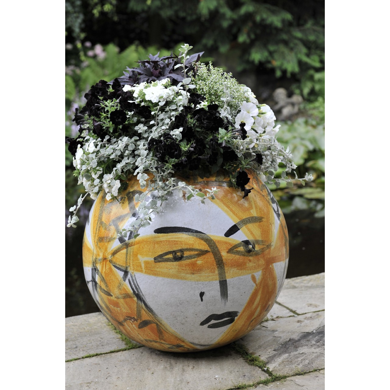 Petunia - Sweetunia® Black 