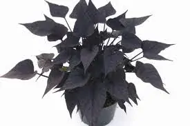 Ipomea batatas -´BLACK TONE´