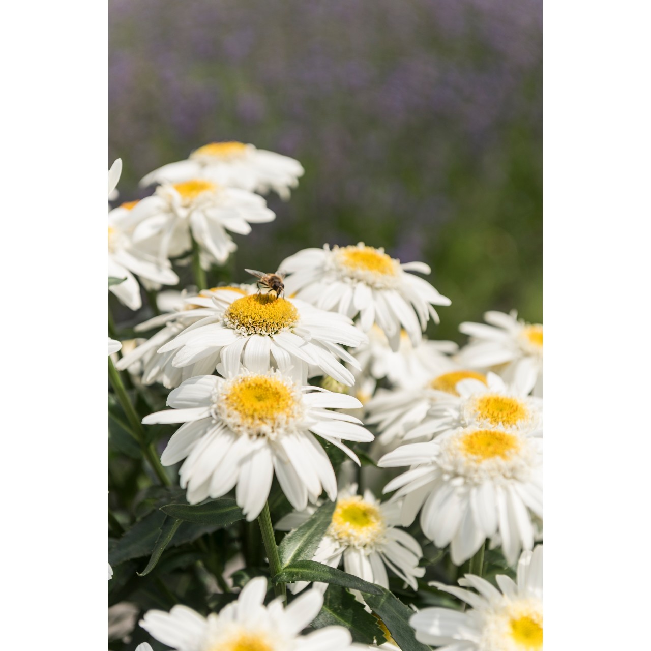 Leucanthemum SWEET DAISY BIRDY kont. (14cm)