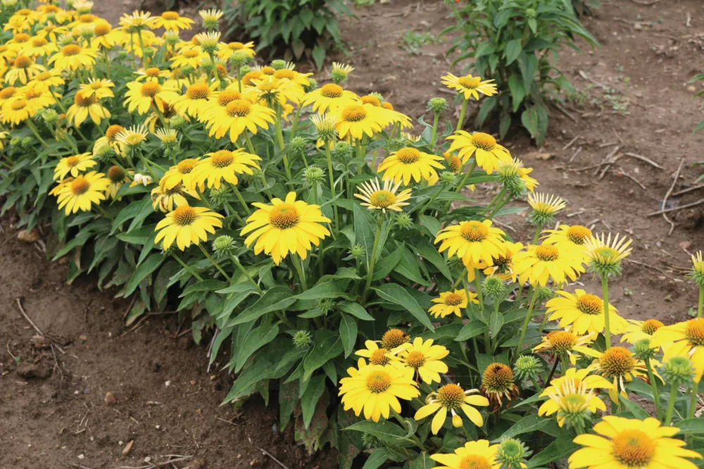 Echinácea - Lakota®  Yellow kont.0,5l (12 cm)