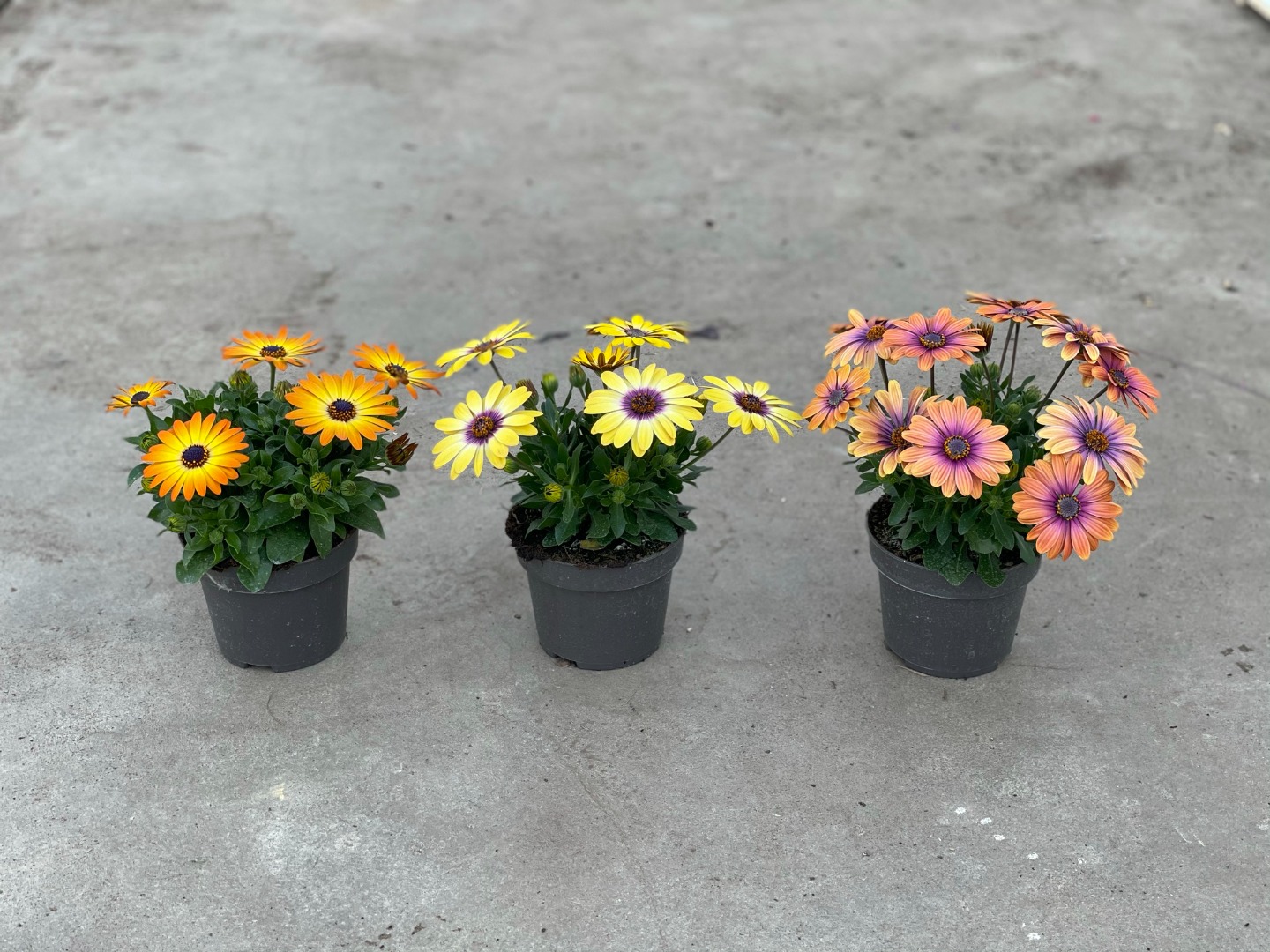 Osteospermum - Dalina™ Orange Sunset