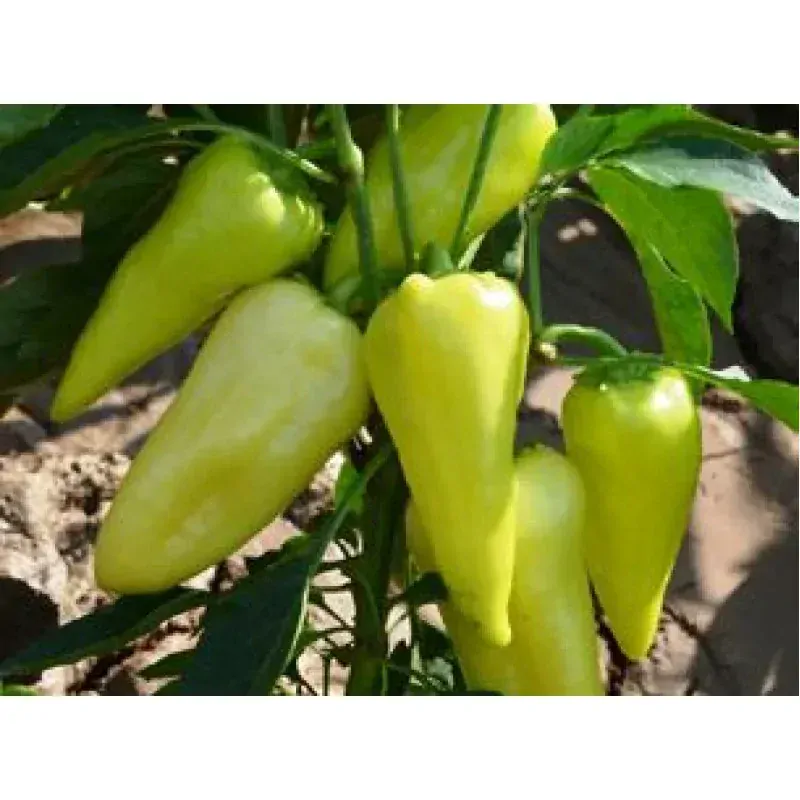 PAPRIKA "PROMONTOR F1" 1 ks