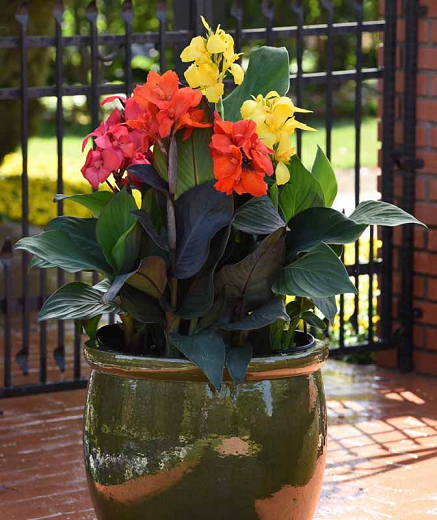 Kana - Canna Cannova ORANGE