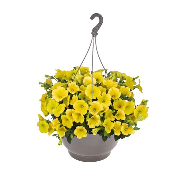 Petunia - Potunia® Yellow