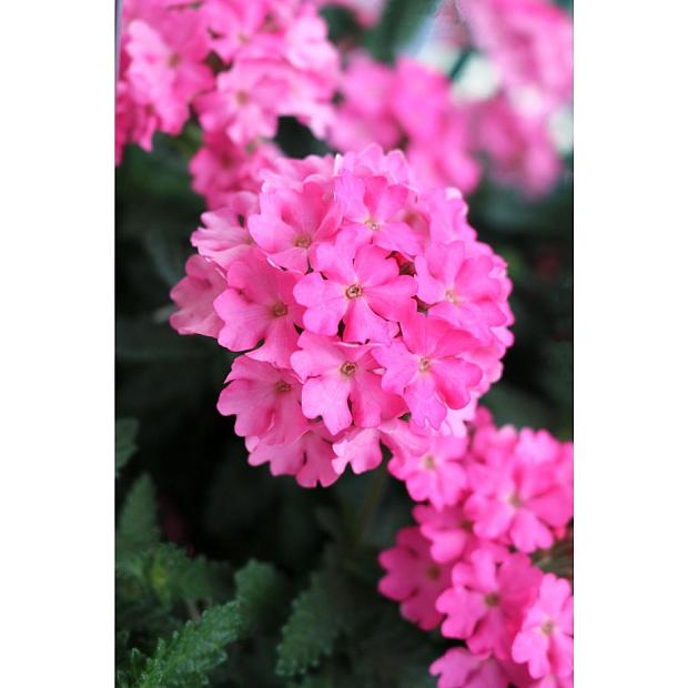 Verbena - Empress Flair Burgundy