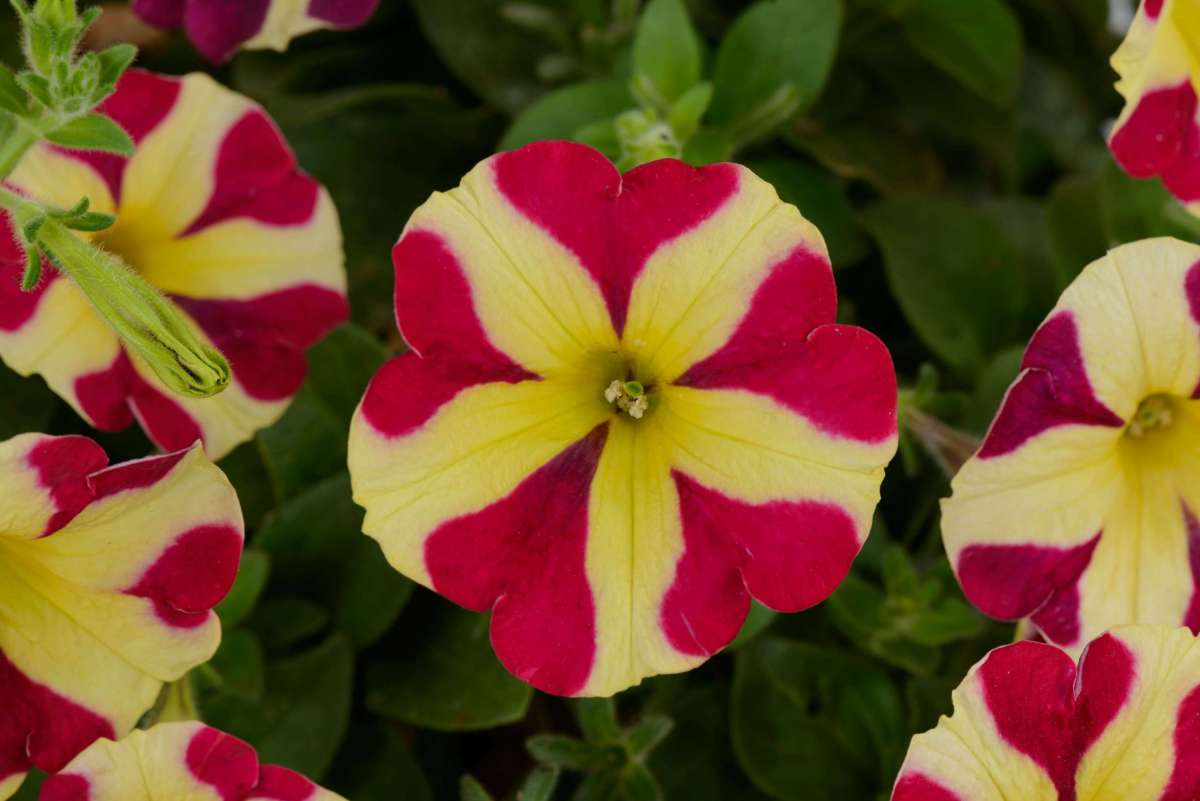 Petunia - Amore® Queen of Hearts