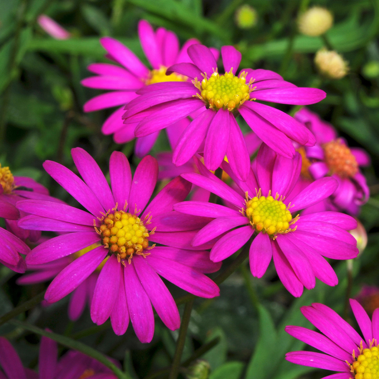 Brachyscome - Delight® Magenta