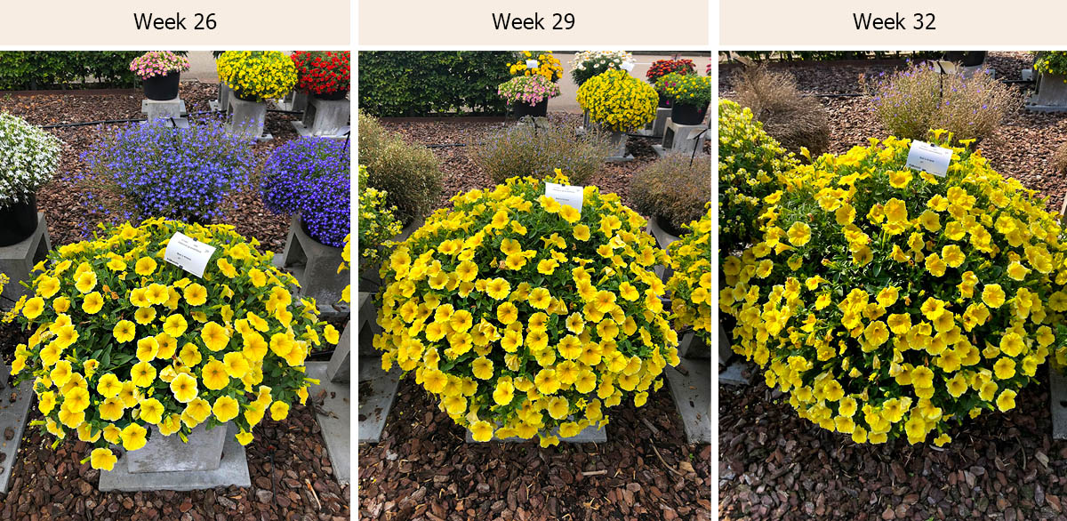 Petunia - Bee’s Knees yellow