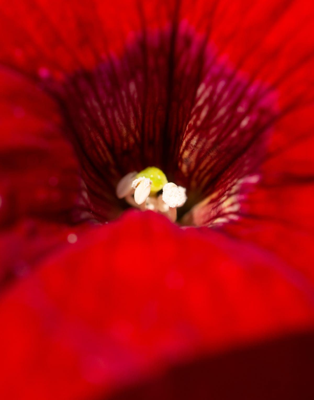 Petunia - Surfinia® Trailing Big Red