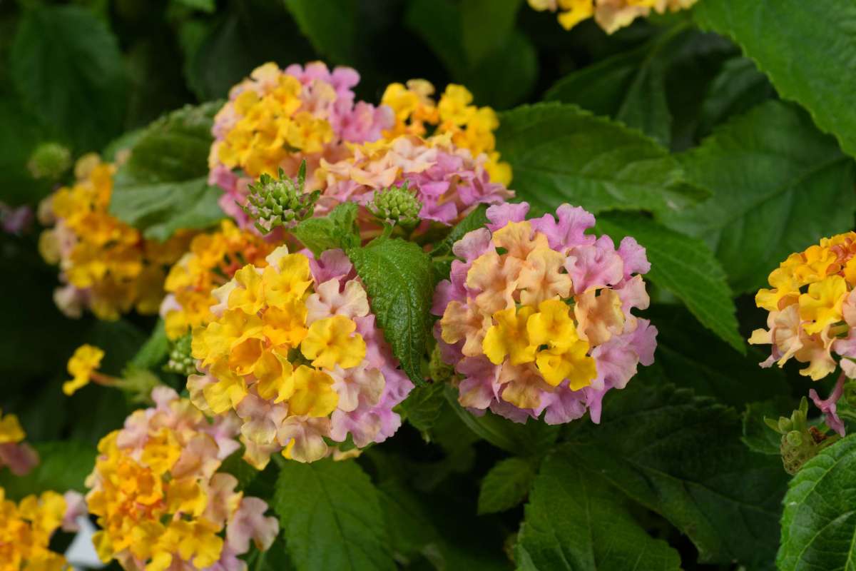 Lantana - Havana Rose kv.10,5 cm
