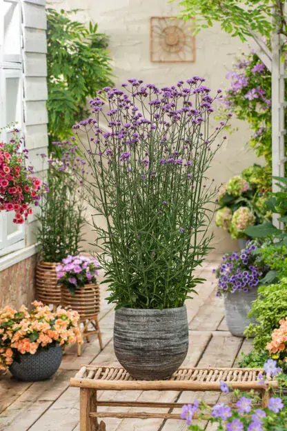 Verbena Bonariensis BONNIE BLUE kont. 0,5 l (12cm)