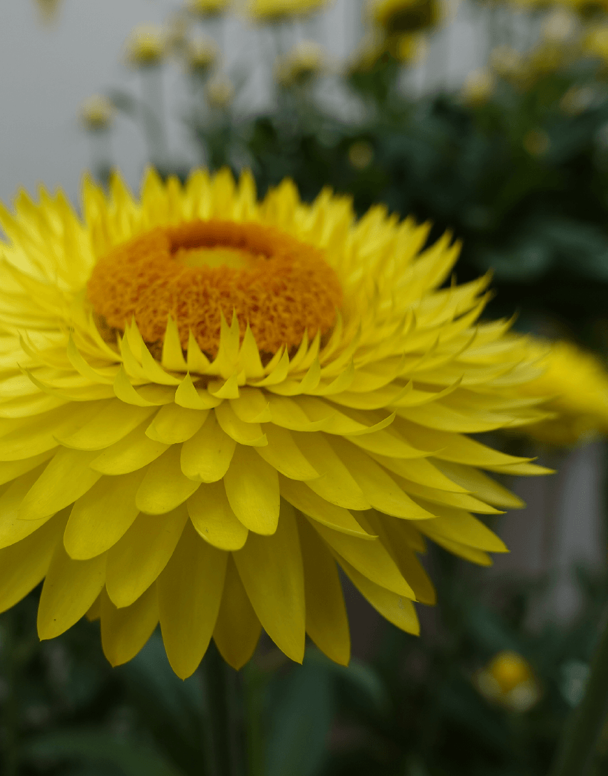Bracteantha bracteata - Crispy Yellow kv. 12cm
