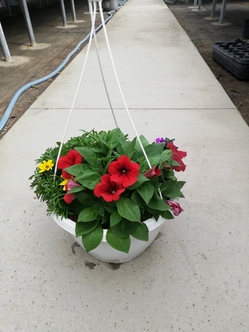 Závesný kvetináč CONFFETI GARDEN MIX - 27 cm
