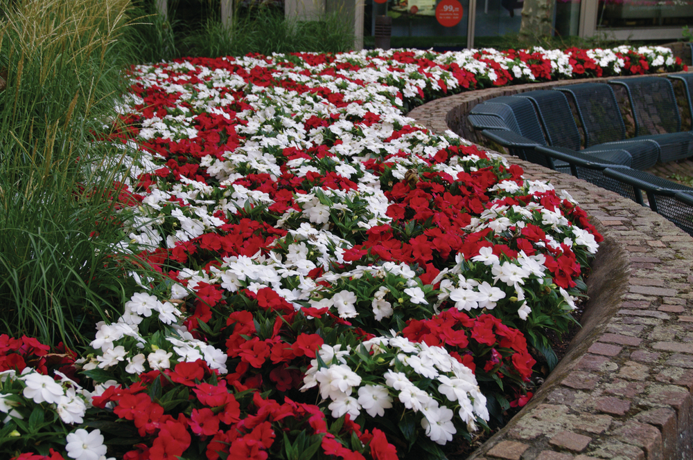 Netýkavky - SunPatiens® Compact White
