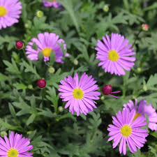 Brachyscome - Delight® Mauve - malé kvety