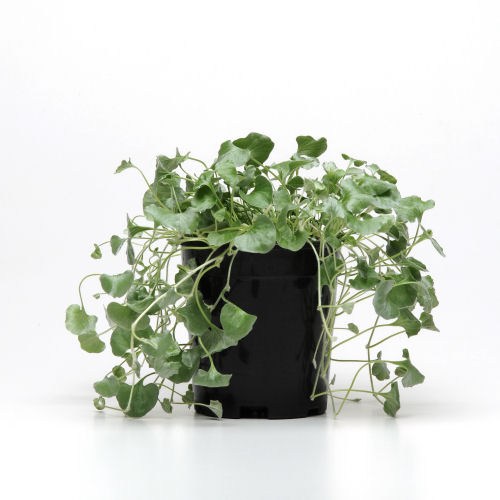 Dichondra - Silver falls kv.10.5cm