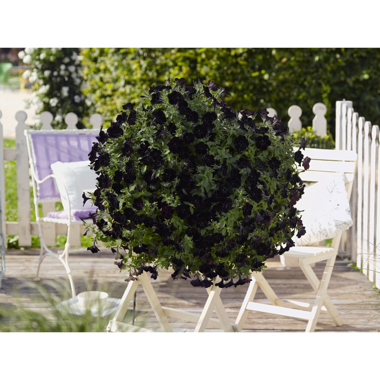 Petunia - Sweetunia® Black 