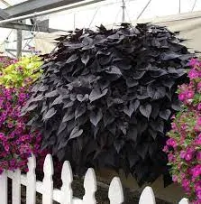 Ipomea batatas -´BLACK TONE´