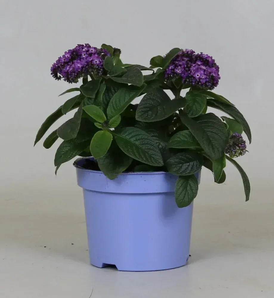 Heliotropium - VANILLA SKY DARK BLUE