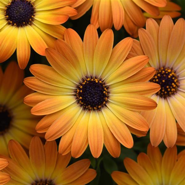 Osteospermum - Dalina™ Orange Sunset