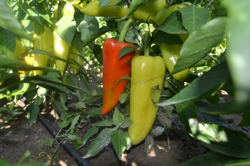 PAPRIKA "LIUBOV F1" 1ks