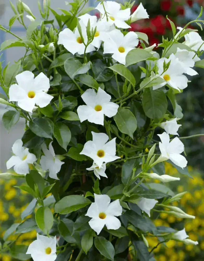 Mandevilla - White 1 výhonky