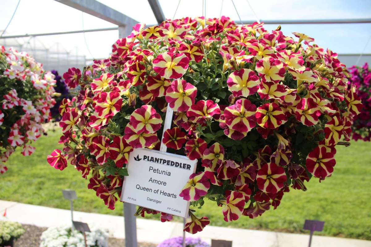 Petunia - Amore® Queen of Hearts