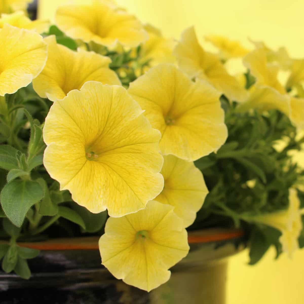 Petunia - Bee’s Knees yellow