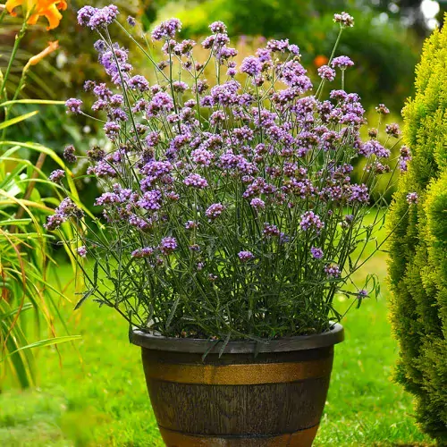 Verbena Bonariensis BONNIE BLUE kont. 0,5 l (12cm)