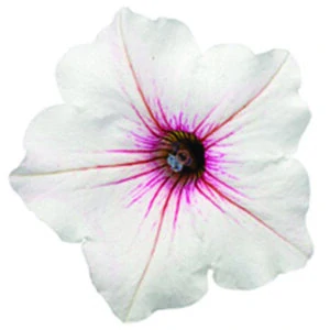 Petunia - SUPERTUNIA® VISTA™ Silverberry®