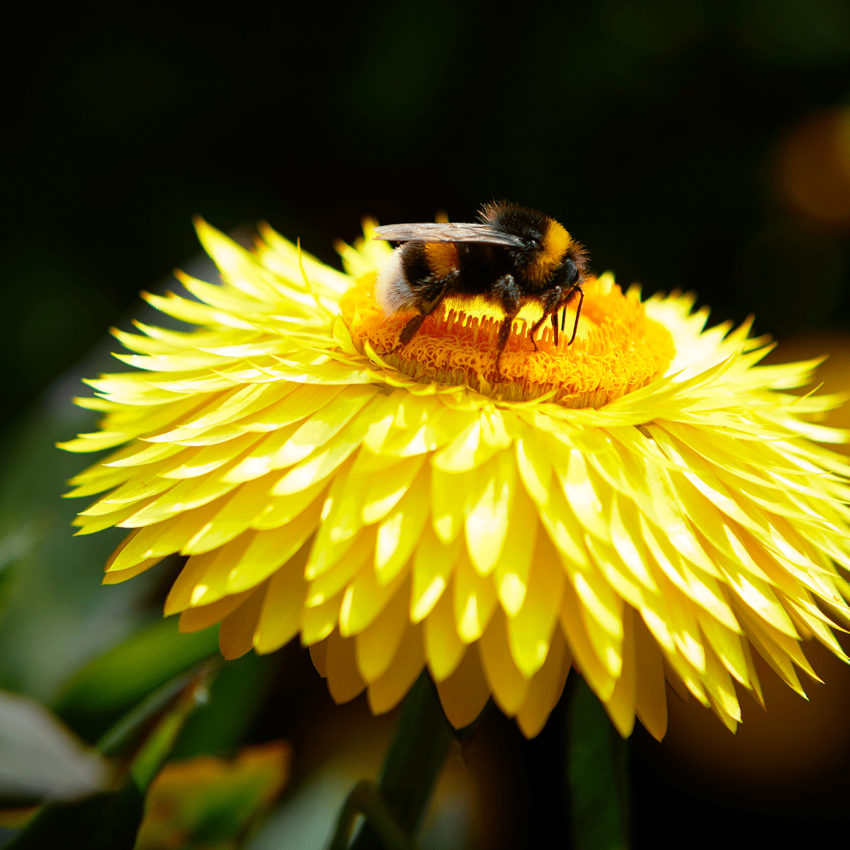 Bracteantha bracteata - Crispy Yellow kv. 12cm