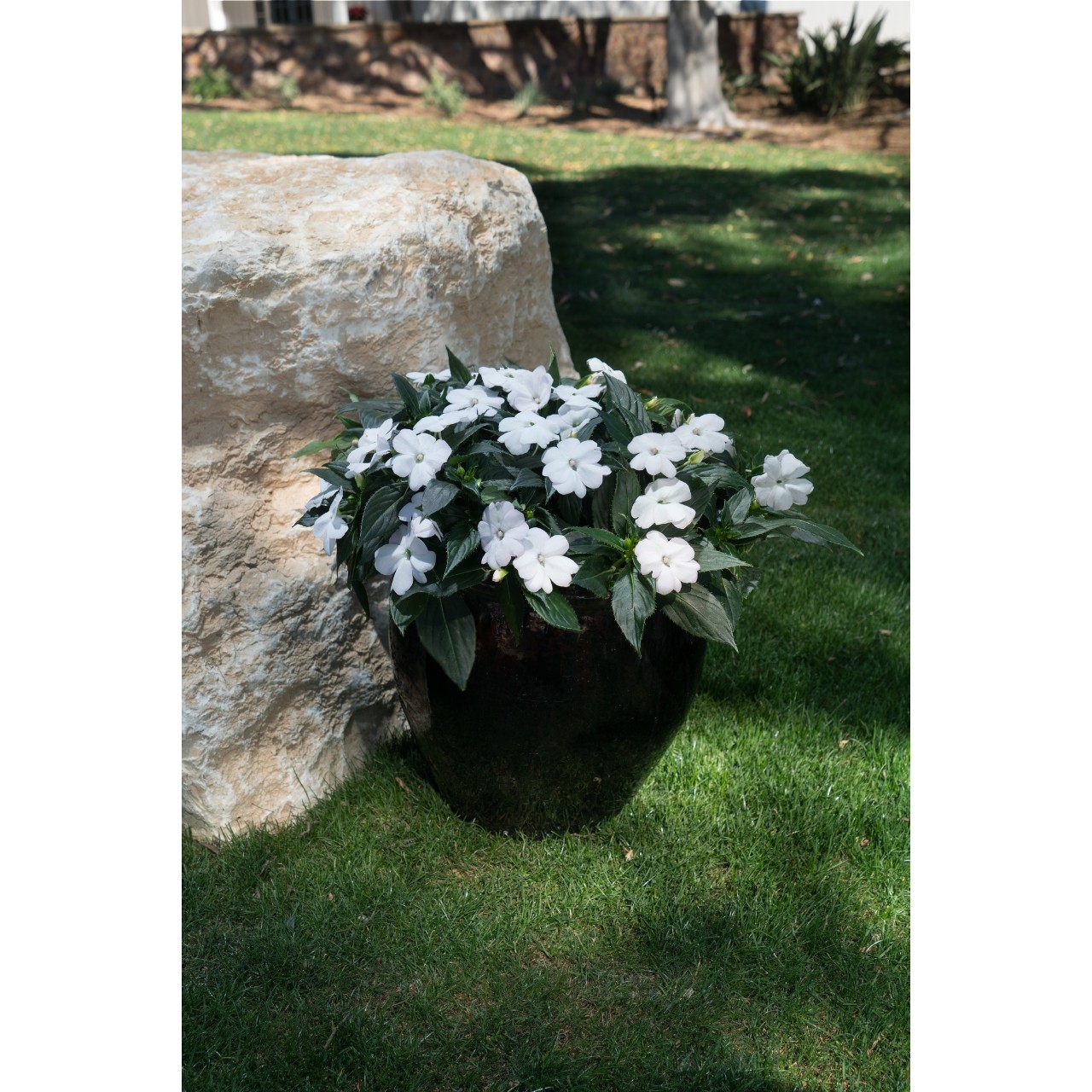 Netýkavky - SunPatiens® Compact White