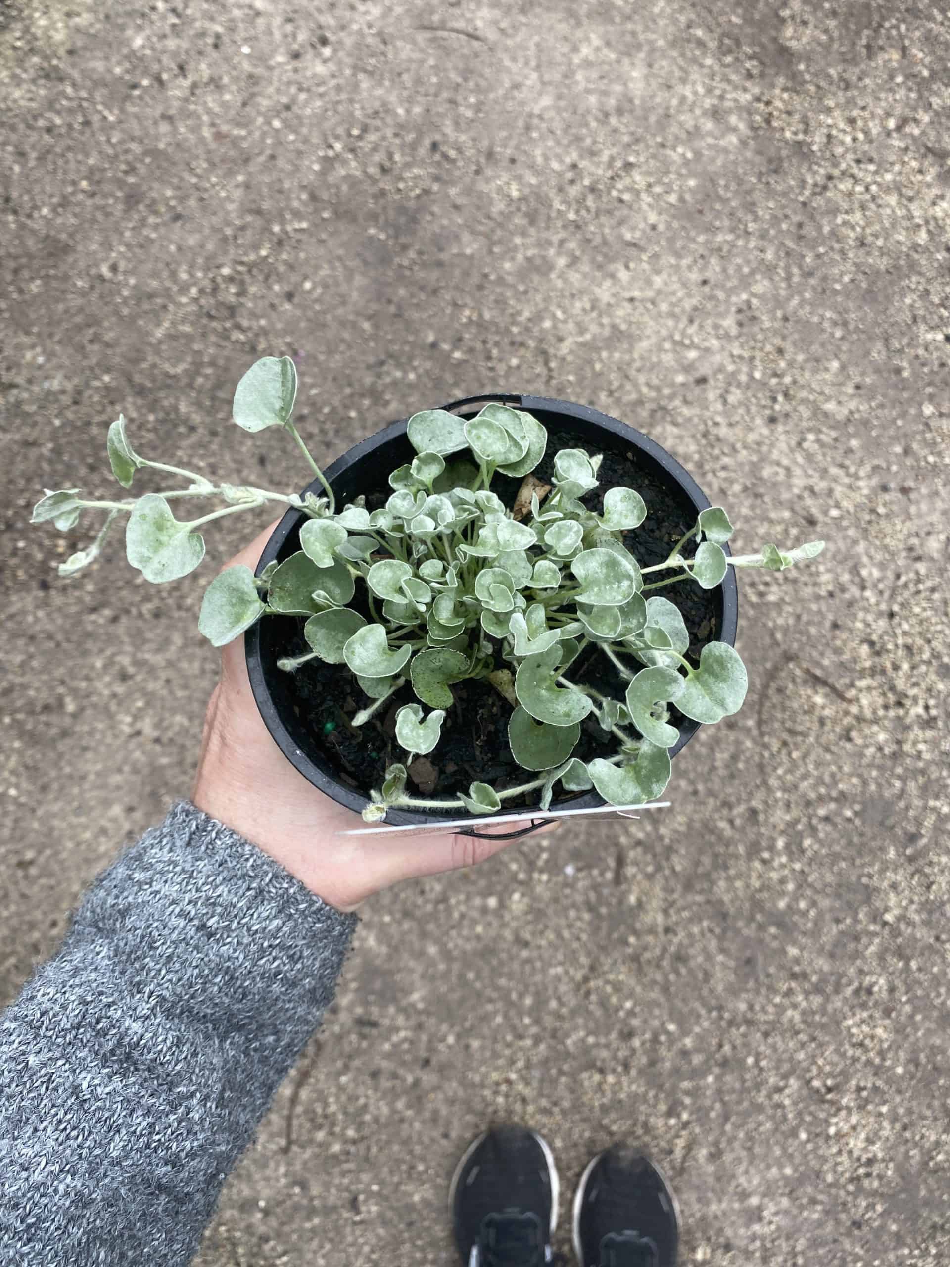 Dichondra - Silver falls kv.10.5cm