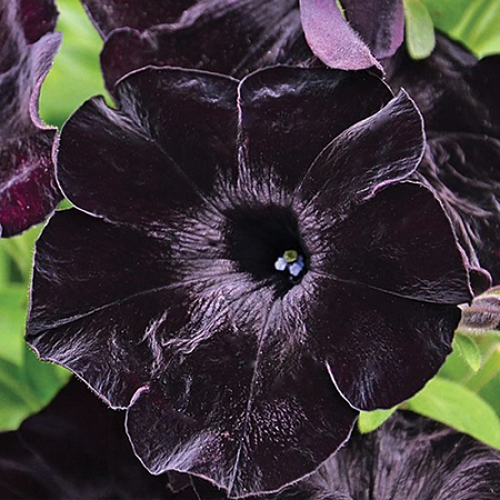 Petunia - Sweetunia® Black 