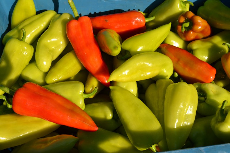 PAPRIKA "LIUBOV F1" 1ks