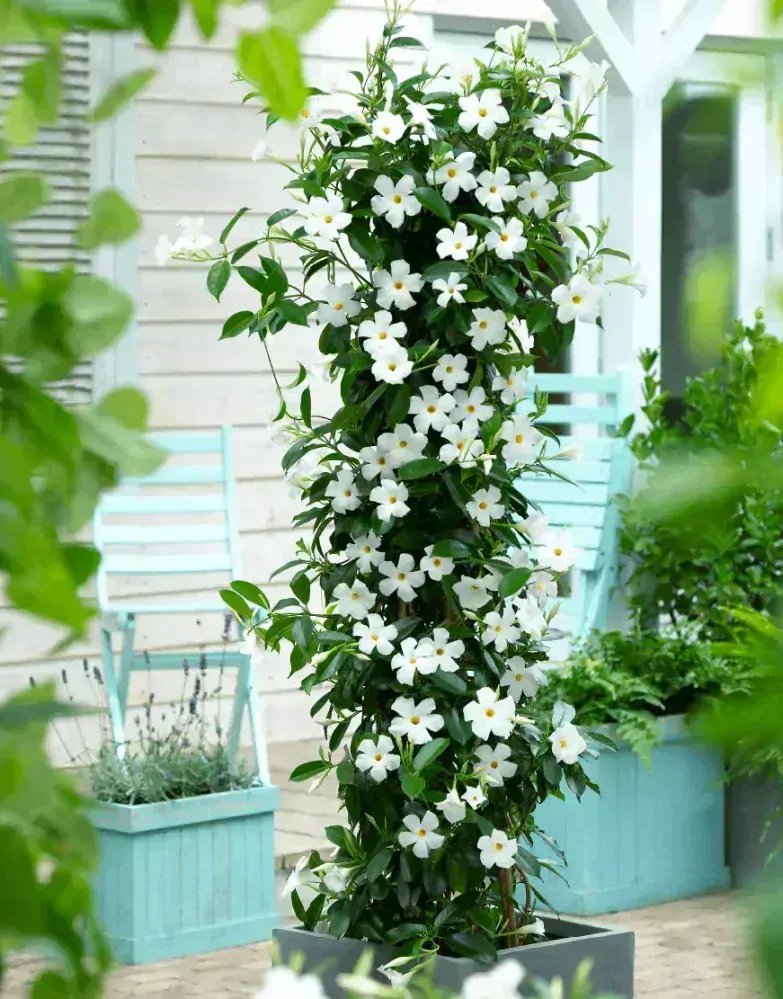 Mandevilla - White 1 výhonky