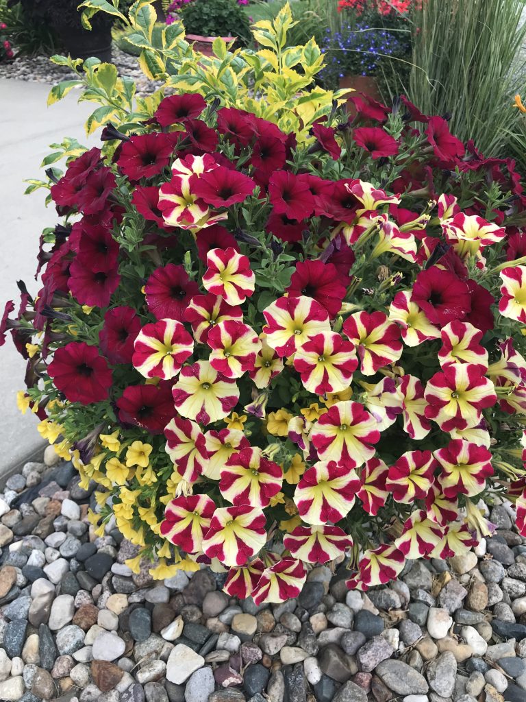 Petunia - Amore® Queen of Hearts