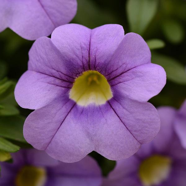 Calibrachoa - Cabaret®Compact Lavender