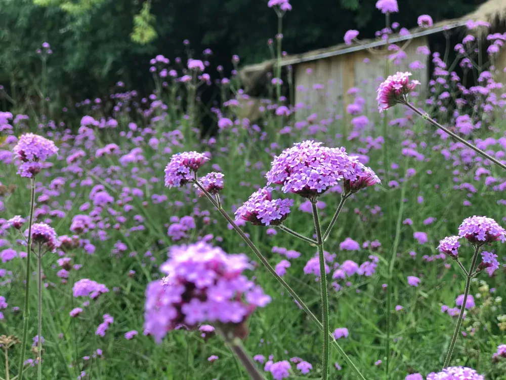 Verbena Bonariensis BONNIE BLUE kont. 0,5 l (12cm)