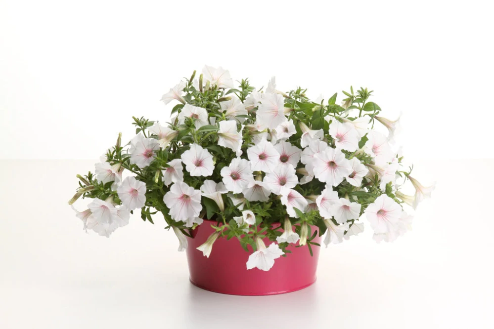 Petunia - SUPERTUNIA® VISTA™ Silverberry®