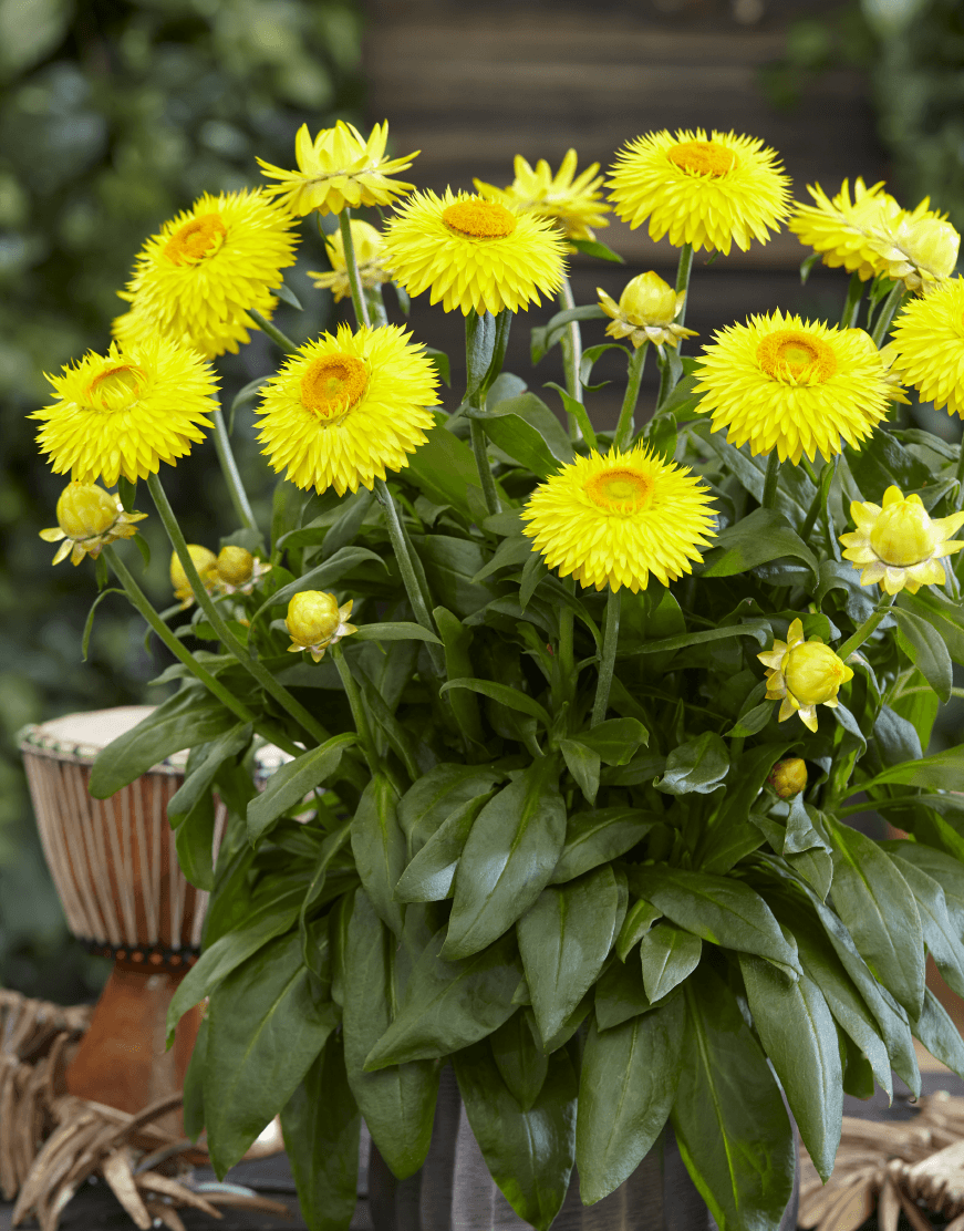 Bracteantha bracteata - Crispy Yellow kv. 12cm
