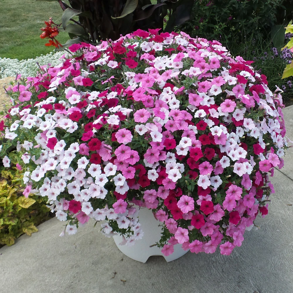 Petunia - SUPERTUNIA® VISTA™ Silverberry®