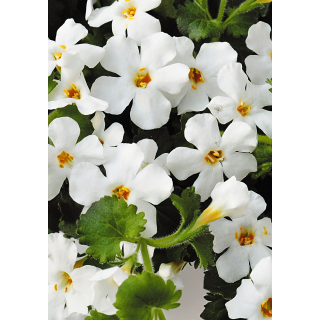 Bacopa - MegaCopa White