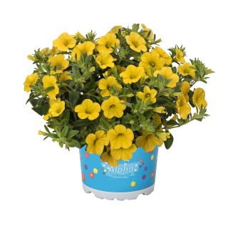 Calibrachoa - Cabaret®Early Bright Yellow 