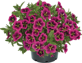 Calibrachoa - Cabaret® Early Good Night Kiss