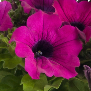 Petunia - Surfinia® Giant Purple