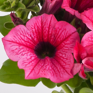Petunia - Surfinia® Hot Pink