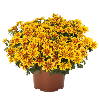 Bidens - BIDY BOOM® RED EYE