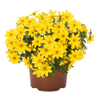 Bidens - BIDY BOOM® YELLOW BIG
